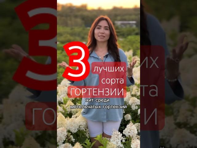 ТОП-3 МЕТЕЛЬЧАТЫЕ гортензии