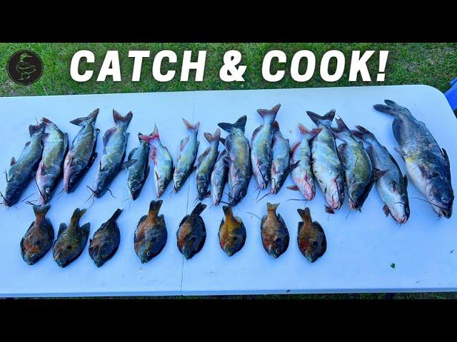 Freshwater Fishing Catfish & Bluegill (CATCH and COOK)