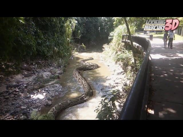 Titanoboa in the Park