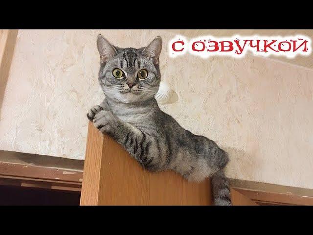 Приколы с котами! С ОЗВУЧКОЙ! СМЕШНЫЕ КОТЫ 2025! Самые смешные животные - Я РЖАЛ ДО СЛЕЗ!