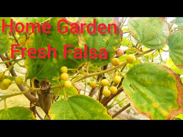 Home Garden Fresh Falsa|Own Grown Falsa