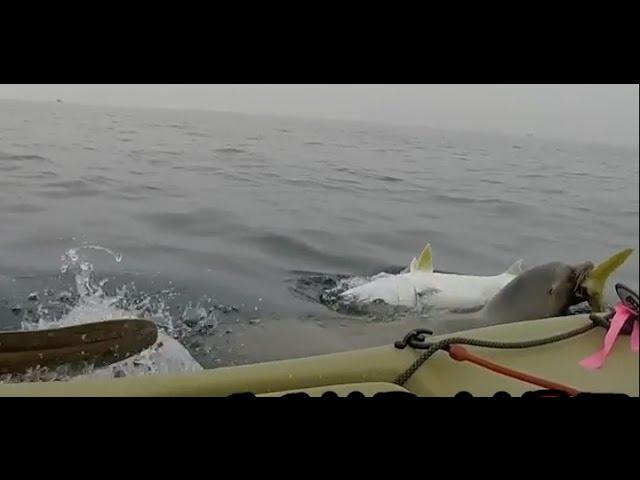 GoPro Seal attacking my Yellowtail...