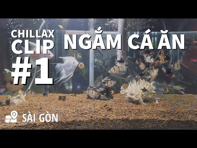 Chillax Clip #1 | Ngắm các chú cá nhỏ ăn | Góc thư giãn sau giờ làm việc mệt mỏi | #MiloVo