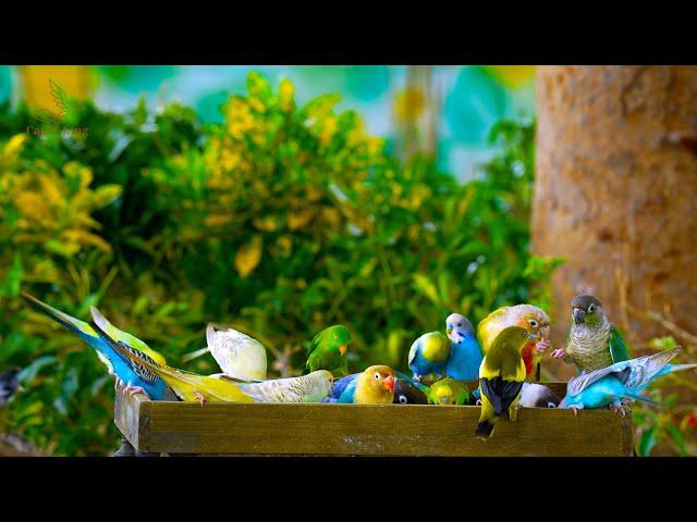 24/7 LIVE Cat TV: Squirrels, Birds & Parrots to Calm Your Pets – Relaxing 4K Nature TV