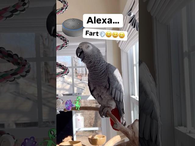 Symon says: Alexa FartCrazy Parrot#crazyparrot #talkingparrot #africangrey #birds #alexa #ai