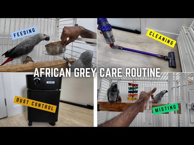 African Grey Parrot Care Routine 2024 - Everything You Need To Know!