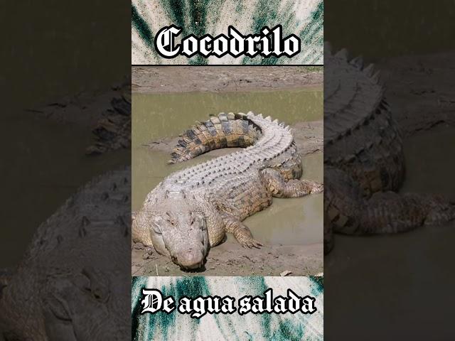 Cocodrilo de agua salada #animalespeligrosos #cocodrilodeaguasalada