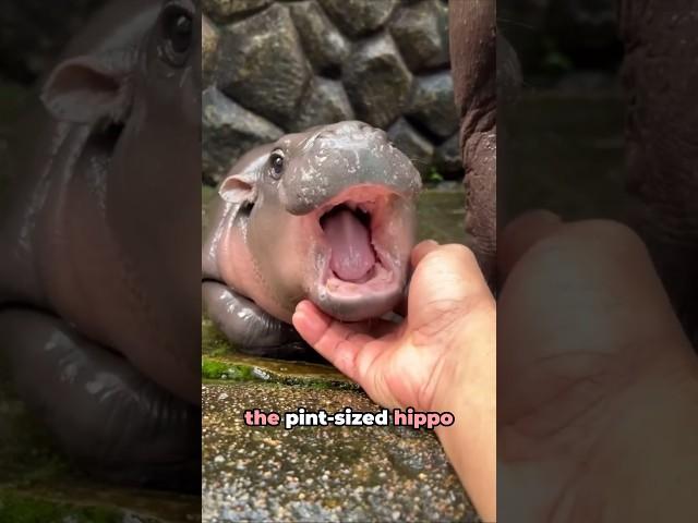 Moo Deng: The Viral Pygmy Hippo!