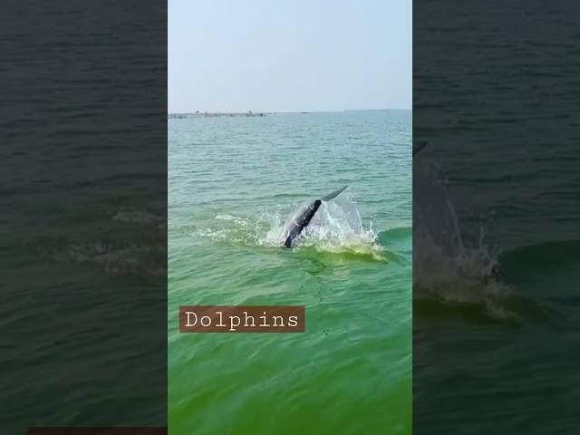 dolphins.... @Satapada, chilika lake #youtubeindiashorts #youtubeshorts #dolphins #shorts  #dolphin