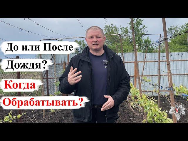 Когда ОБРАБАТЫВАТЬ ВИНОГРАД / ДО или ПОСЛЕ ДОЖДЯ?