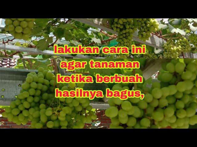 PERSIAPAN SEBELUM MENUJU PEMBUAHAN ANGGUR BIAR BUAH BAGUS,@rumahangguralhakim