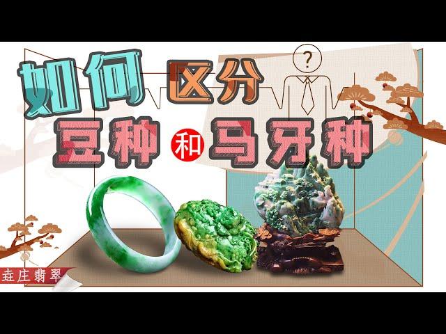 什麼是翡翠的豆種和馬牙種？【翡翠原石知識技巧講堂-十九】