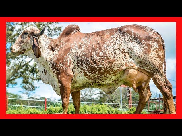  AGROGANADERA SAN RAFAEL  GYR LECHERO, SARDO NEGRO, GUZERAT E INDUBRASIL  (Vacas Lecheras)