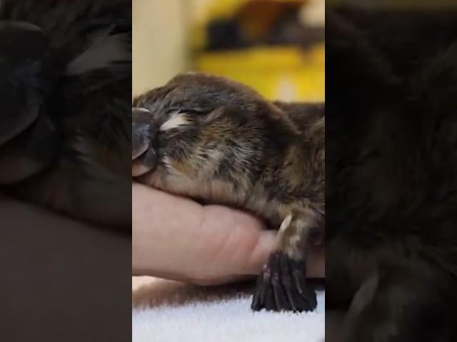 Platypus Is One Of The Few Mammals That Lay Eggs short#animal #nature #animalshorts  #animalsvideo