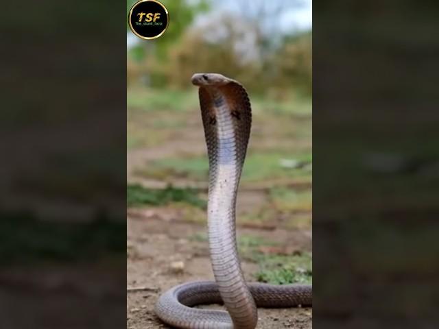 why does the snake come out #facts #short #trending #factmine #the_shahil_factz