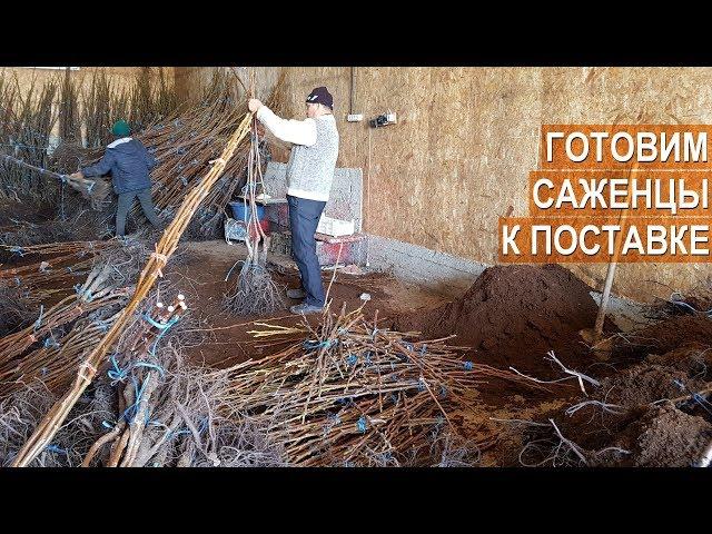 Ореховый бизнес. Подготовка саженцев грецкого ореха к отправке. Ореховый питомник ООО Господарул