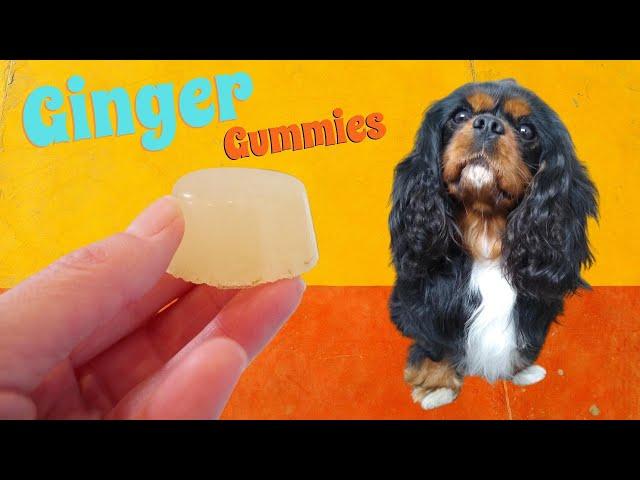 Gummy Dog Treat Recipe | Ginger Gummies for Dogs