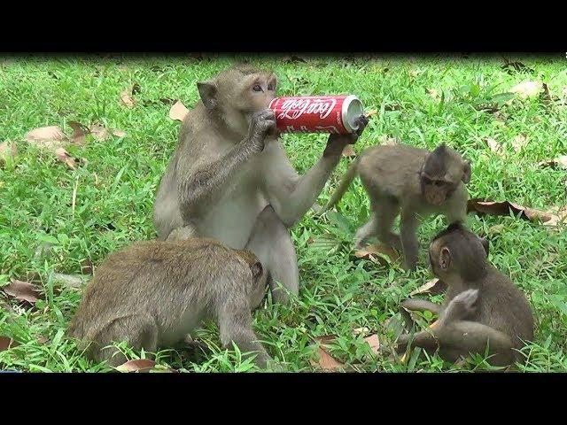 Amazing Funny Baby Monkey and Family Drink COCA COLA and Eating Lotus Fruits in Jungle Cambodia