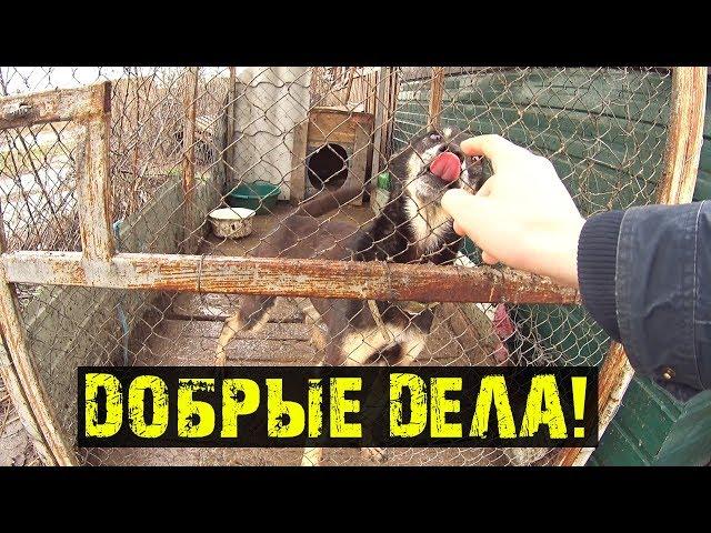 КАК ИЗМЕНИЛАСЬ ЖИЗНЬ ПОСЛЕ ДТП / ПОЕЗДКА В ПИТОМНИК И ПОМОЩЬ ПОДПИСЧИКАМ / Хайтас