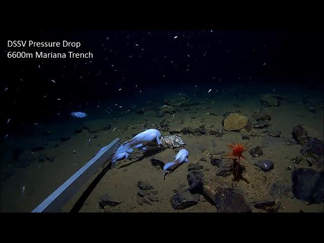 Mariana Trench: 6,600m Exploration