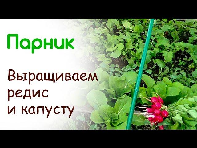 ПАРНИК Выращиваем редис и капусту