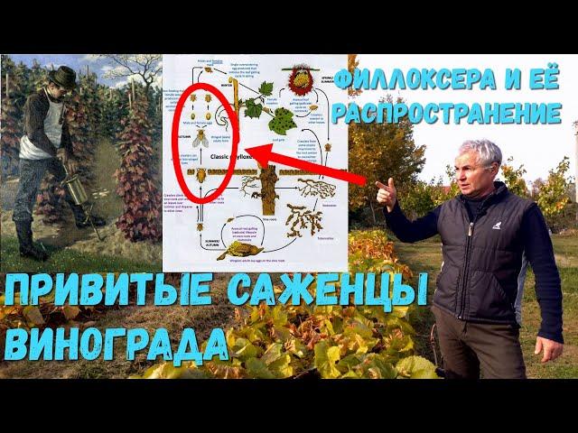 Привитые саженцы винограда. Филлоксера и её распространение.