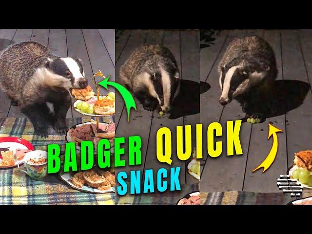 European Badger Gets a Quick Snack Offered by House Owner