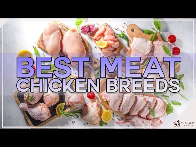 Best Meat Chicken Breeds