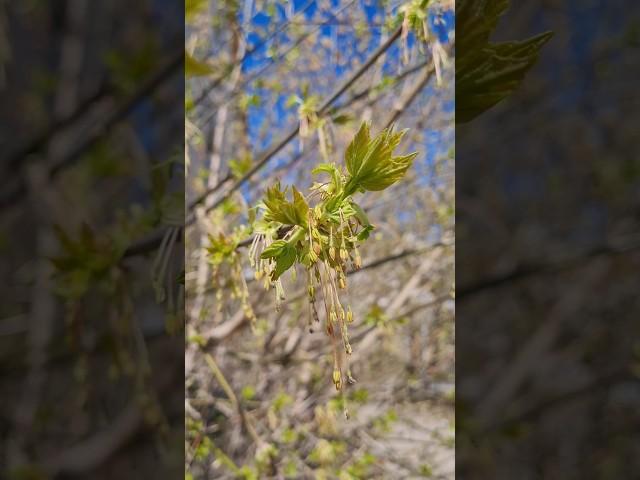 Spring. The Awakening of Nature