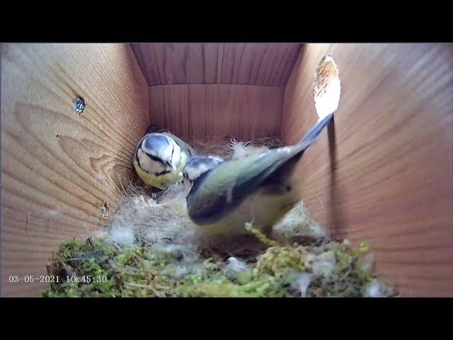 3rd May 2021 - Incubation Day 6 - Blue tit nest box live camera highlights