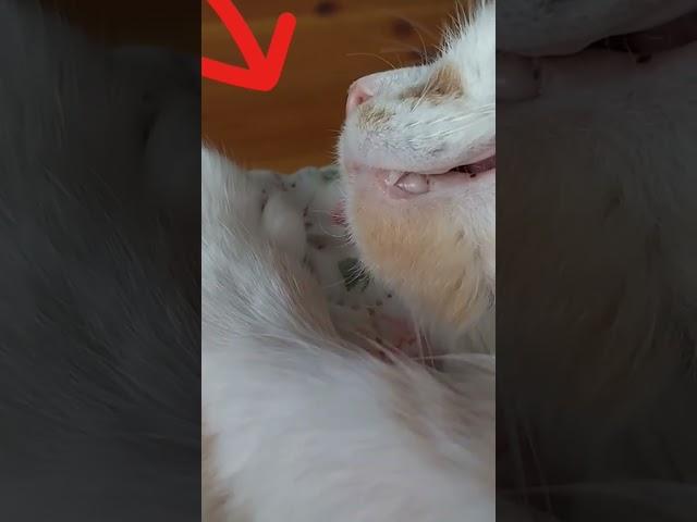 ️Утомились!!! Сонное царство.
