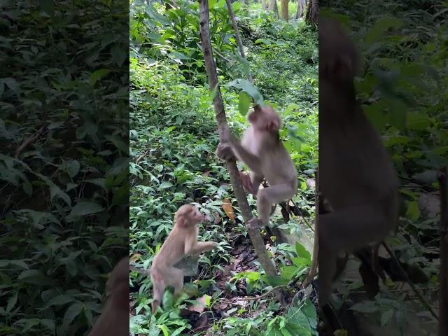 #monkeys #india #monkey #travel #nature #wildlife #animals #wildlifephotography  #love #animal