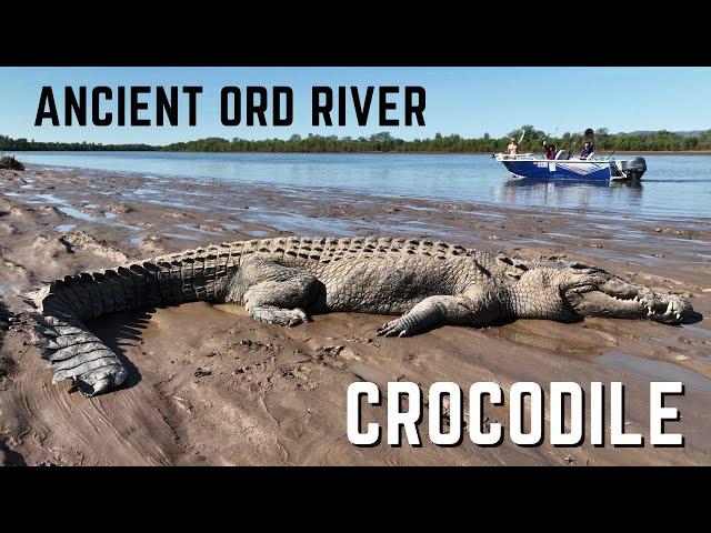 Ancient Ord River Salt Water Crocodile