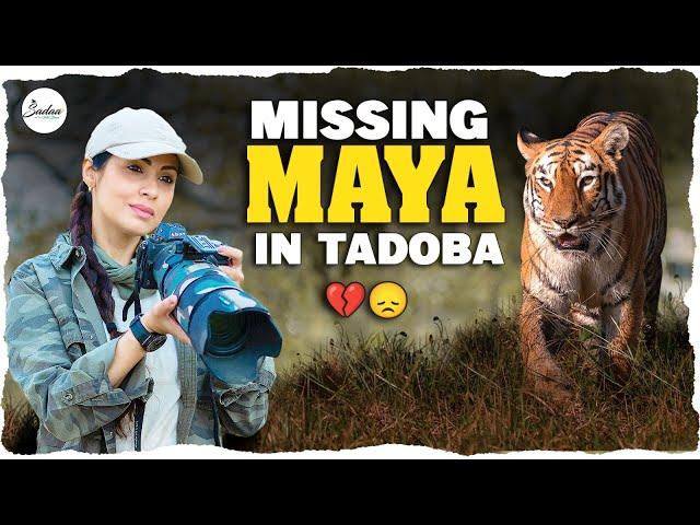 Missing Maya In Tadoba | Tadoba Andheri Tiger Reserve Vlog 4K | Wildlife | Sadaa Wild Stories