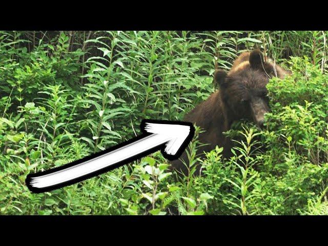 Bear watching in Hoonah, Southeast Alaska