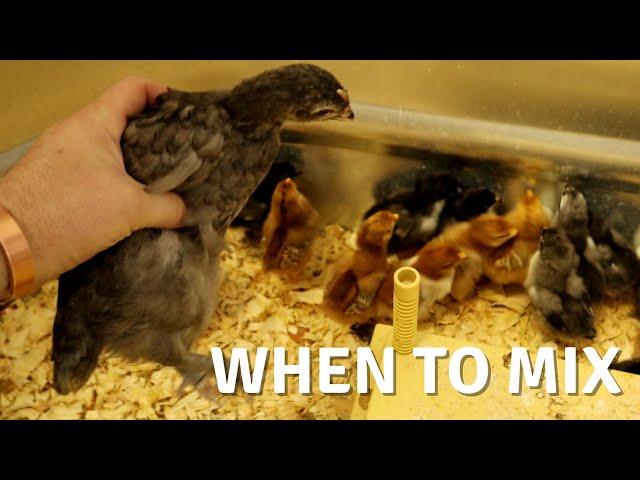 Mixing Different Aged Chicks in Your Brooder | Yes, No, Maybe?