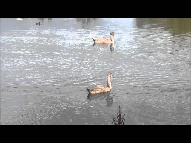 The Ducks of Heronbank