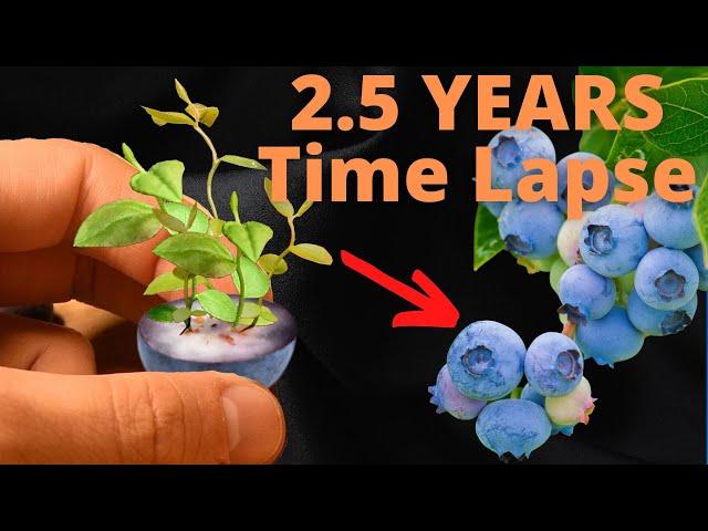 Growing Blueberries from Seeds to BERRIES Time Lapse