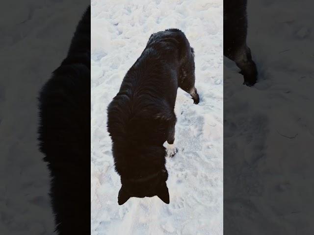 #ялюблюсобак#