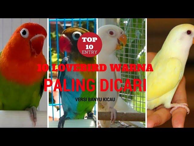 TERNYATA INI 10 LOVEBIRD WARNA PALING DICARI