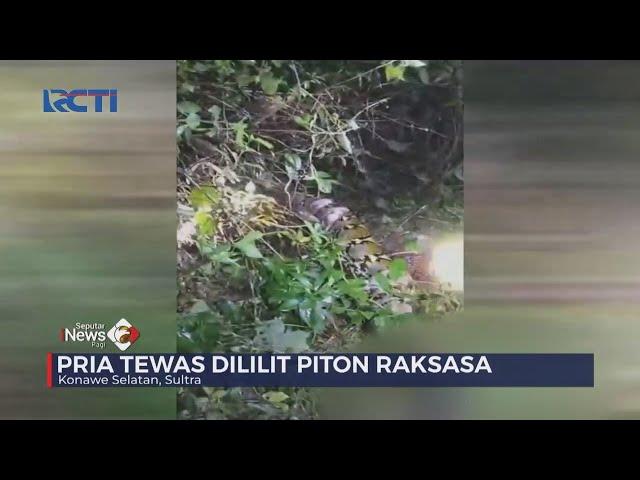 Pria di Konawe Selatan Tewas Dililit Ular Piton Raksasa