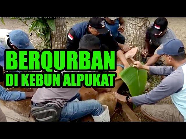 SACRIFICE AT PANJALU AVOCUTE ORDER EDIT || BILLIONAIRE FARMERS