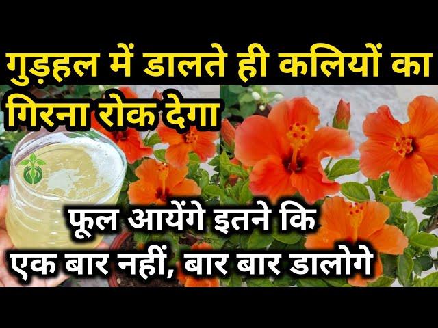 गुड़हल में डालते ही आयेंगे इतने फूल, बार बार डालोगे. HIBISCUS PLANT CARE & Growing tips.Gudhal.