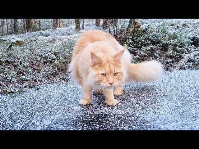 Maine Coon Cat Finds a Frozen Pond - And Tries the Ice!