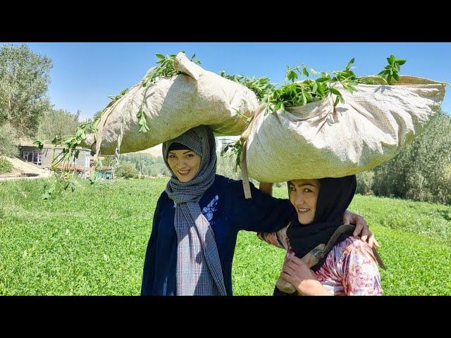 Afghanistan Country Life Vlog: How people live in Afghanistan Villages