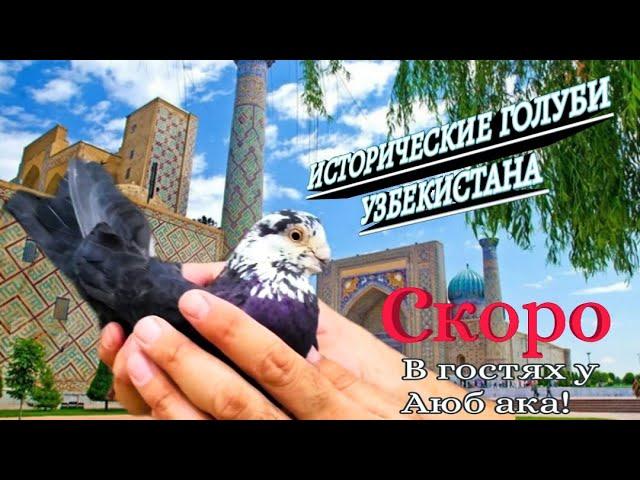 УЗБЕКСКИЕ ГОЛУБИ! ИСТОРИЧЕСКИЕ ГОЛУБИ УЗБЕКИСТАНА.БОЛЕЕ 500ЛЕТ ЭТИМ ГОЛУБЯМ.