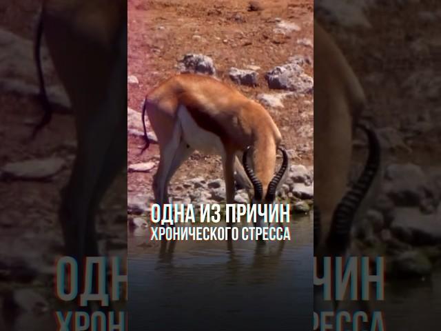 Откуда появляется хронический стресс? | Михаил Дашкиев