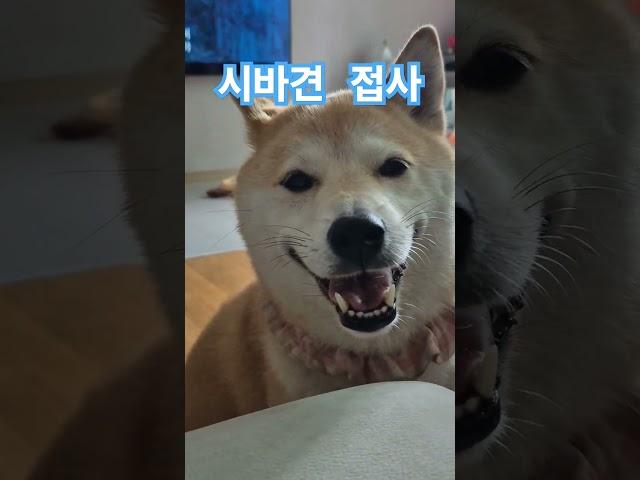 시바견 접사 웃는 쿠키 #강아지 #dogs #시바견