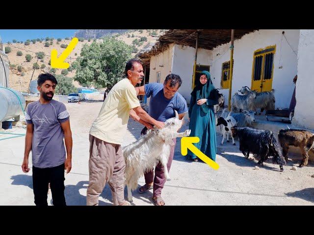 Alborz's struggle for Valila's freedom and the fight with the sheep buyer