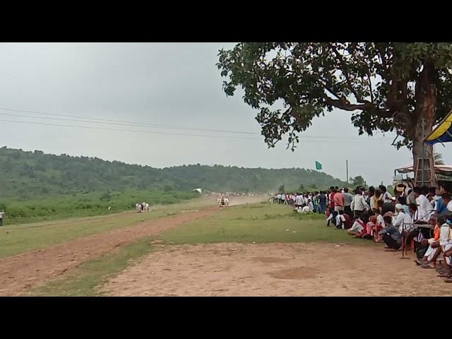 Ravi Bhaiya vijaypani vs Vachan chandwanshi saliwada ox race pat pratiyogita dohripahad